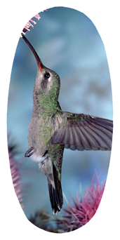 DASOV 028 Humming Bird 2